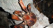 O caranguejo-dos-coqueiros (Birgus latro) - Olivier Lejade via Wikimedia Commons