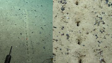 Novas fotografias tiradas pelos pesquisadores - Divulgação/ NOAA Ocean Exploration
