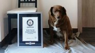 Bobi, o cachorro que conquistou o título de mais velho da história pelo Guinness - Reprodução/Guinness World Records