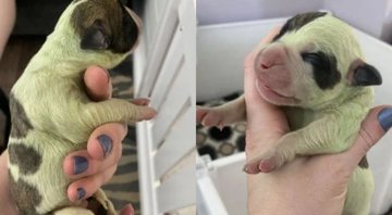 O filhote de bulldog de coloração verde que nasceu no Canadá - Divulgação/Facebook/Audra Rhys