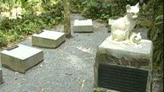 Imagem do interior do cemitério de gatos em Santa Catarina - Reprodução/Vídeo/YouTube