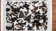 Dentes de espécies pré-históricas encontradas no cemitério de tubarões - Divulgação/Victoria-Ben Healley