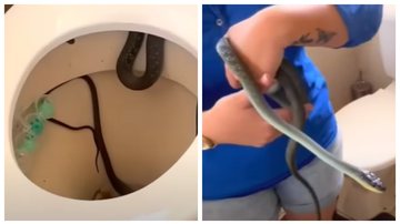 Montagem com momentos do vídeo que mostra a remoção da cobra - Reprodução/Vídeo