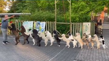 Cães enfileirados dançando conga - Reprodução / Vídeo / Twitter