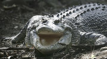 Crocodilo adulto - Getty Images