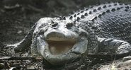 Crocodilo adulto - Getty Images