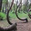 Árvores da Crooked Forest, na Polônia