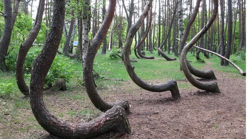 Árvores da Crooked Forest, na Polônia - Rzuwig via Wikimedia Commons