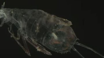 Imagem do crustáceo Cystisoma - Reprodução/Vídeo/Indoona