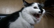 Lux durante episódio de série "My Cat from Hell", do Animal Planet - Divulgação / Youtube/ Animal Planet