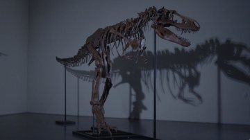 Esqueleto de Gorgossauro leiloado - Divulgação / Sotheby's