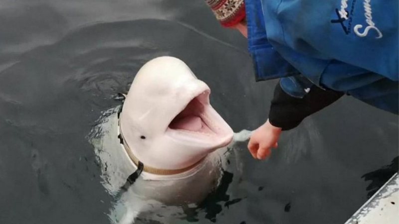 Fotografia da beluga onde é possível ver a espécie de "cinto" que usava - Divulgação