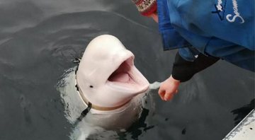 Fotografia da beluga onde é possível ver a espécie de "cinto" que usava - Divulgação