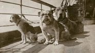Imagem ilustrativa de cachorros que estavam a bordo do RMS Titanic - American Kennel Club