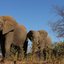 Manada de elefantes em Botsuana