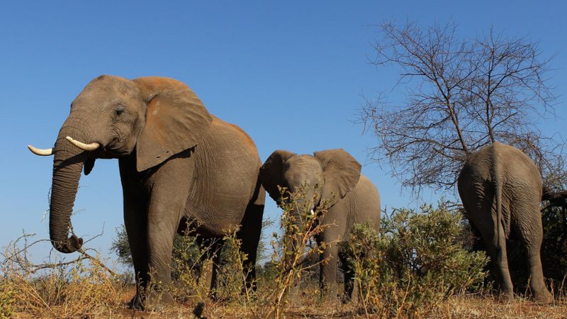 Manada de elefantes em Botsuana - Getty Images