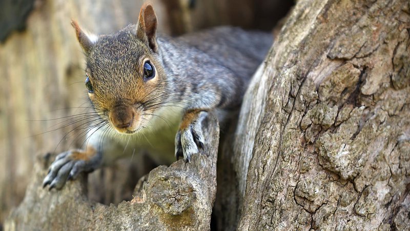 Esquilo avistado na Inglaterra - Matt Cardy / Getty