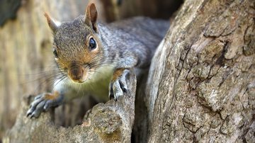Esquilo avistado na Inglaterra - Matt Cardy / Getty
