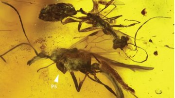 Formigas descobertas preservadas dentro de âmbar - Divulgação/Insects/mdpi