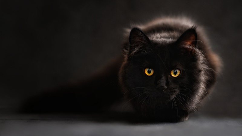 Imagem meramente ilustrativa de um gato - Divulgação/ Pixabay/ ClaudiaWollesen