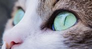 Imagem ilustrativa de gato - Imagem de Pexels por Pixabay
