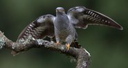 Um pássaro cuco se prepara para voar; não se trata de uma imagem da ave 'PJ' - Getty Images