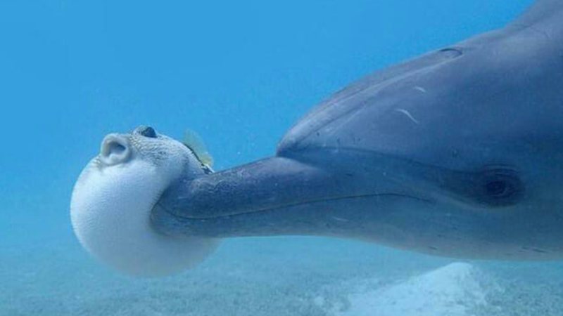 Golfinho usando toxina de baiacu - Divulgação