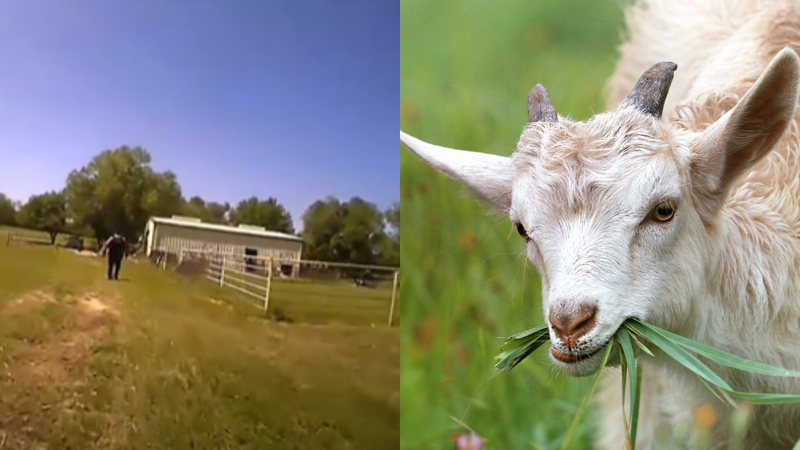 O local onde a cabra histérica estava, à esquerda, e uma foto de ilustrativa de uma cabra, à direita - Reprodução/Facebook/Enid Police Department e Pixabay/Pexels