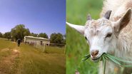 O local onde a cabra histérica estava, à esquerda, e uma foto de ilustrativa de uma cabra, à direita - Reprodução/Facebook/Enid Police Department e Pixabay/Pexels