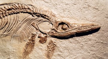 Imagem meramente ilustrativa de um fóssil de ictiossauro - Divulgação