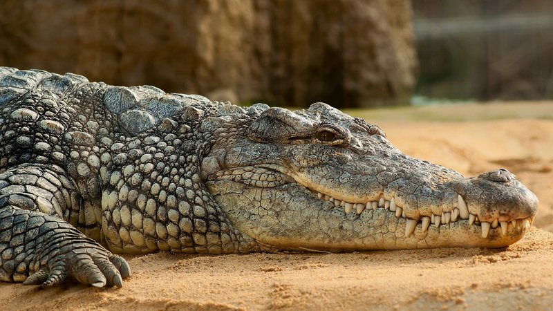 Imagem ilustrativa de um crocodilo - Reprodução/Pixabay/miniformat65