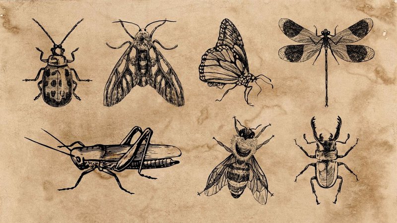 Montagem com representações de diferentes insetos - Aventuras na História