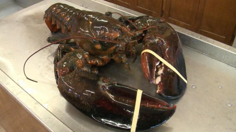 Fotografia da enorme lagosta, apelidada como 'King Louie' - Reprodução/CTV