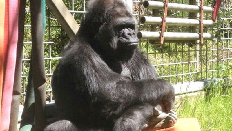 Koko, gorila que ficou famosa por aprender a usar linguagem de sinais - Divulgação/Gorilla Foundantion/Gary Stanley