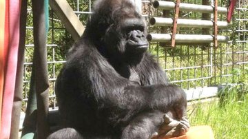 Koko, gorila que ficou famosa por aprender a usar linguagem de sinais - Divulgação/Gorilla Foundantion/Gary Stanley