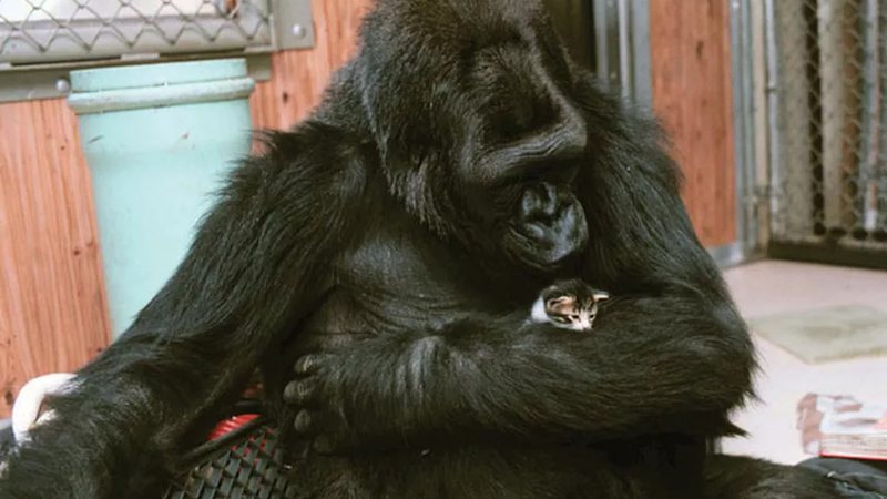 Koko em momento descontraído - Divulgação/Gorilla Foundantion