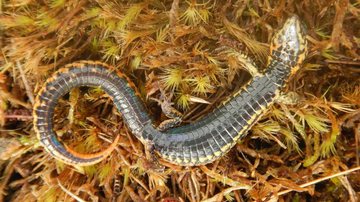 Foto da nova espécie de lagarto descoberta no Peru - Reprodução/Taxonomy
