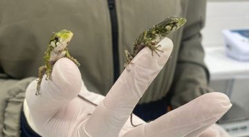 Recém-nascidos, lagartos sobem nas mãos do veterinário - Divulgação/CETRAS
