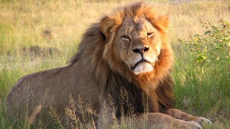 O leão Cecil - Wikimedia Commons