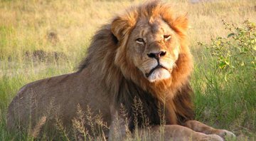 O leão Cecil - Wikimedia Commons