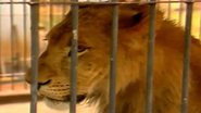 O leão Guru em jaula - Divulgação/ Reportagem/ TV Anhanguera