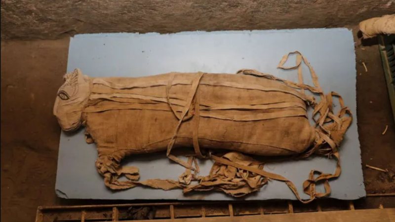 Fotografia de um dos filhotes mumificados - Divulgação/ Antiguidades do Egito