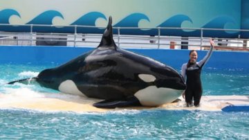 Foto da orca Lolita ao lado de sua treinadora - Divulgação/Miami Seaquarium