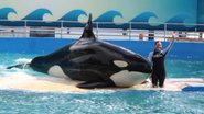 Foto da orca Lolita ao lado de sua treinadora - Divulgação/Miami Seaquarium
