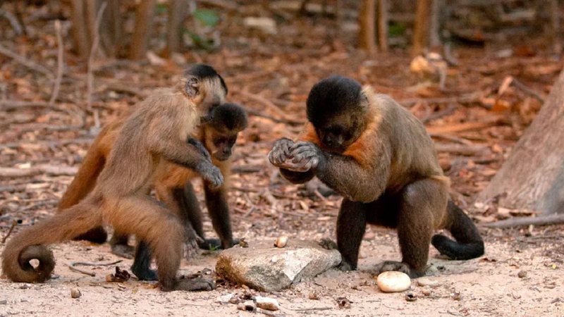 Imagem ilustrativa de macacos usando pedra - Divulgação/Tiago Falótico/USP