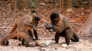 Imagem ilustrativa de macacos usando pedra - Divulgação/Tiago Falótico/USP