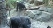 Os animais durante o curioso ato - Divulgação/Vídeo/Twitter