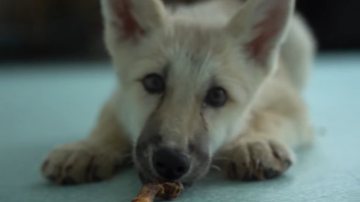 Maya, primeiro clone bem-sucedido de lobo-do-ártico - Reprodução/Vídeo/YouTube/AFP News Agency