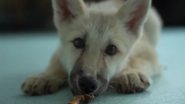 Maya, primeiro clone bem-sucedido de lobo-do-ártico - Reprodução/Vídeo/YouTube/AFP News Agency
