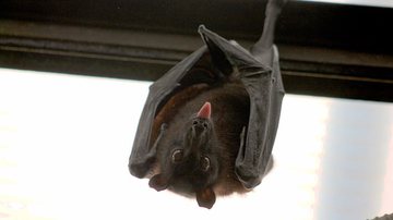 Morcego com língua para fora - Domínio Público